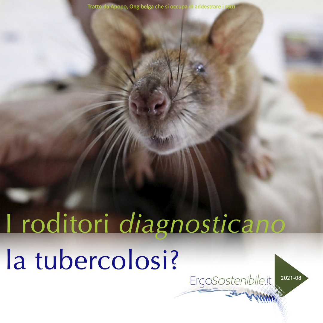 prima slide ratti che fiutano la tubercolosi