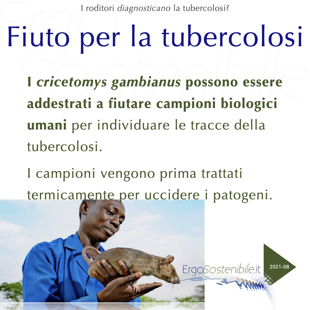 seconda slide ratti che fiutano la tubercolosi