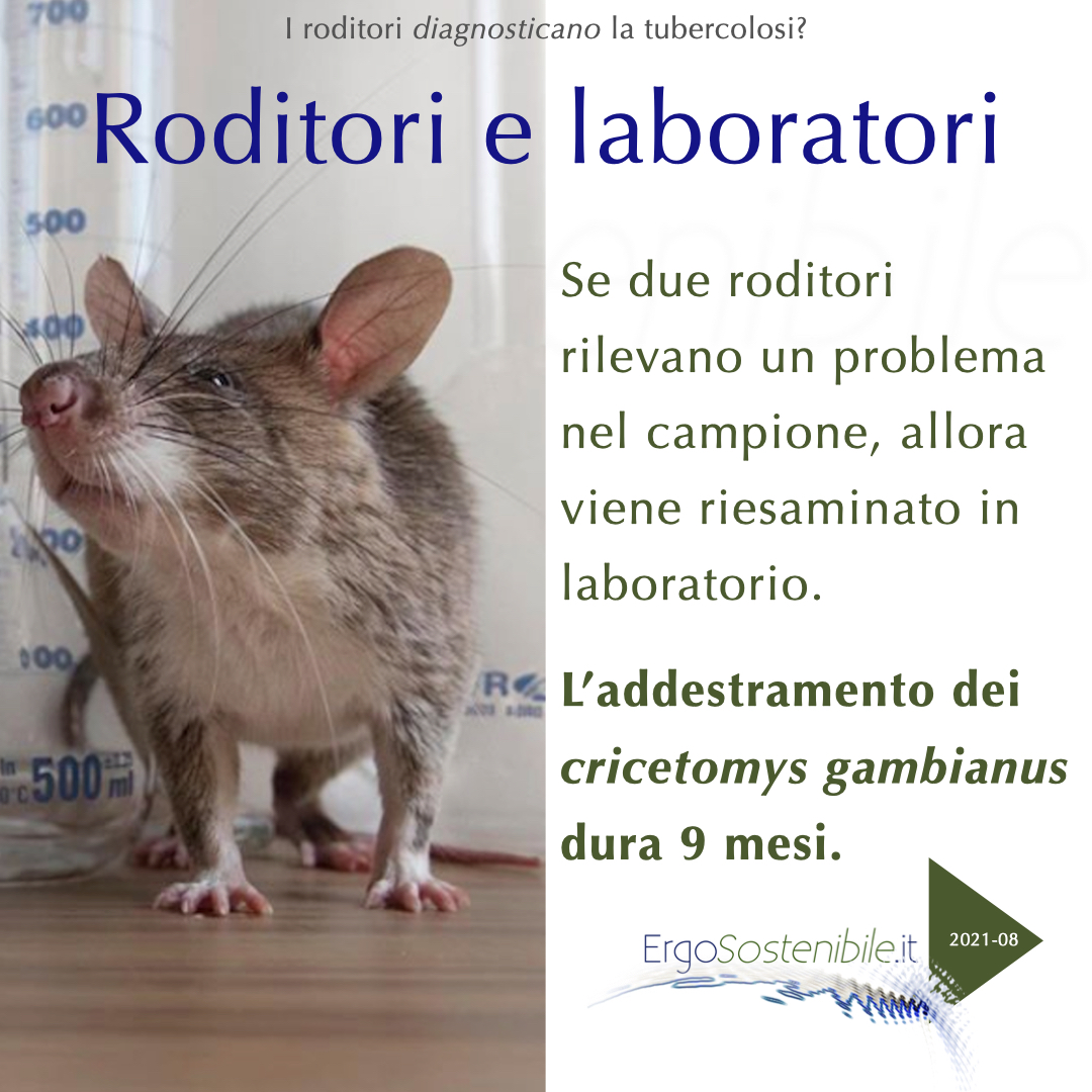 quinta slide ratti che fiutano la tubercolosi
