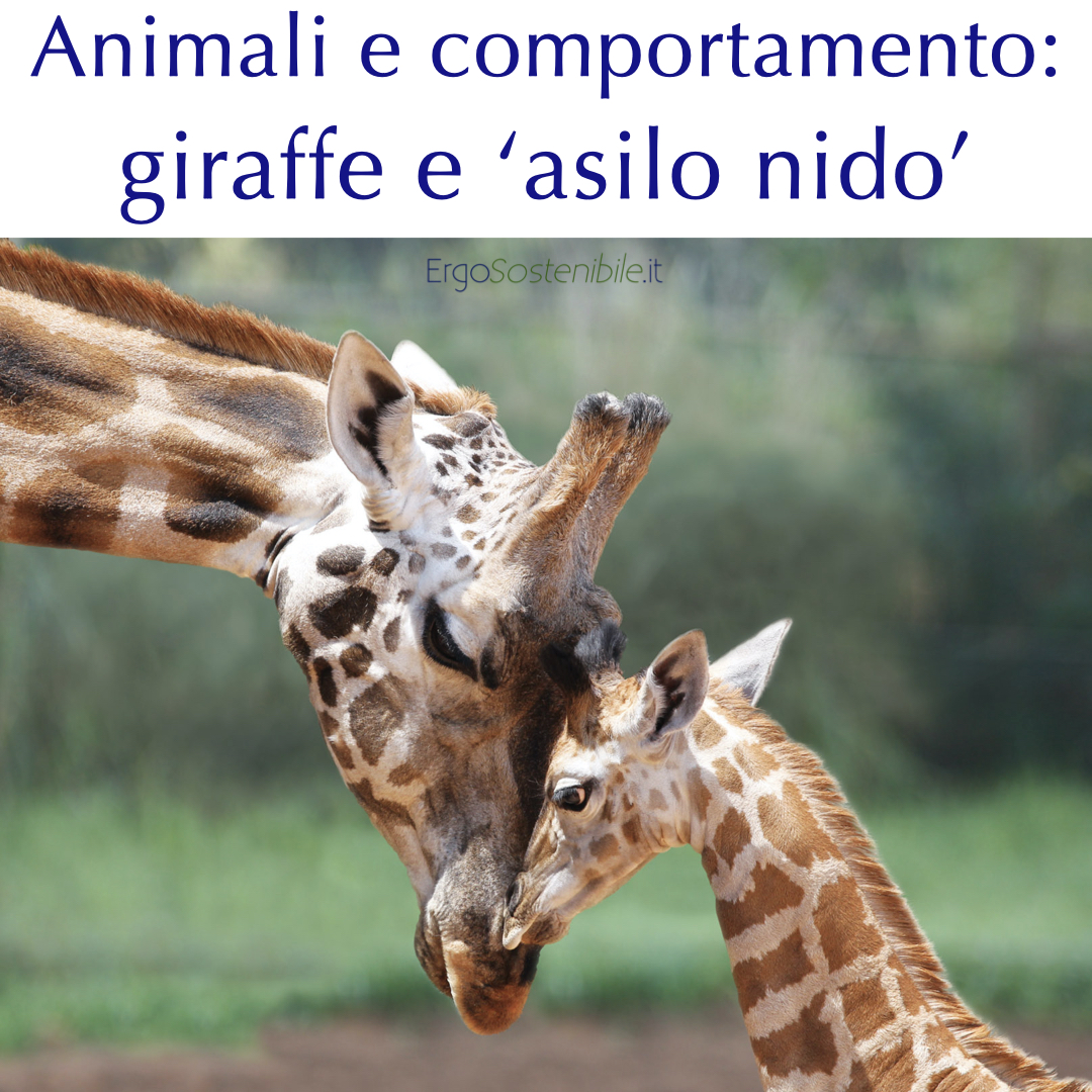 Le nonne giraffe e gli asili nido
