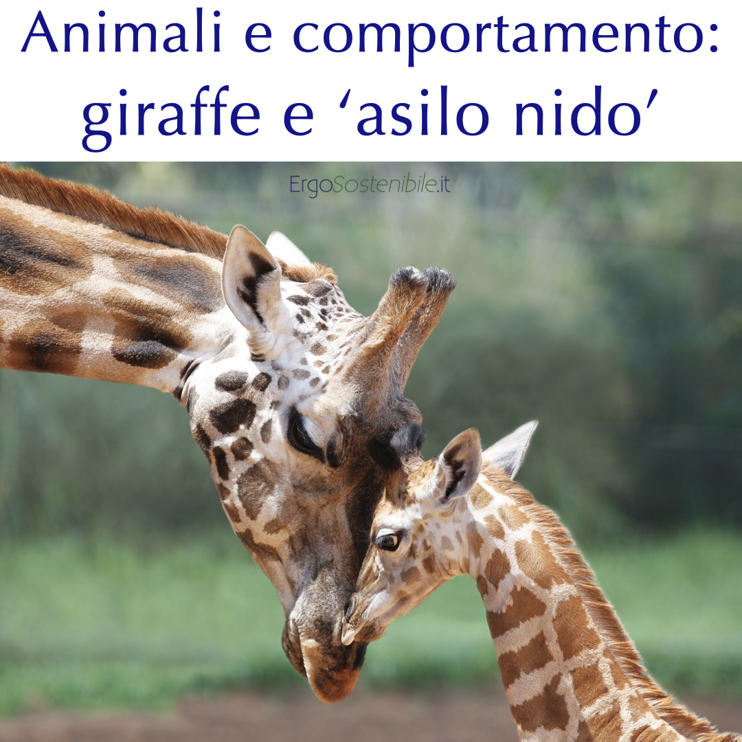 prima slide le giraffe e gli asili nido