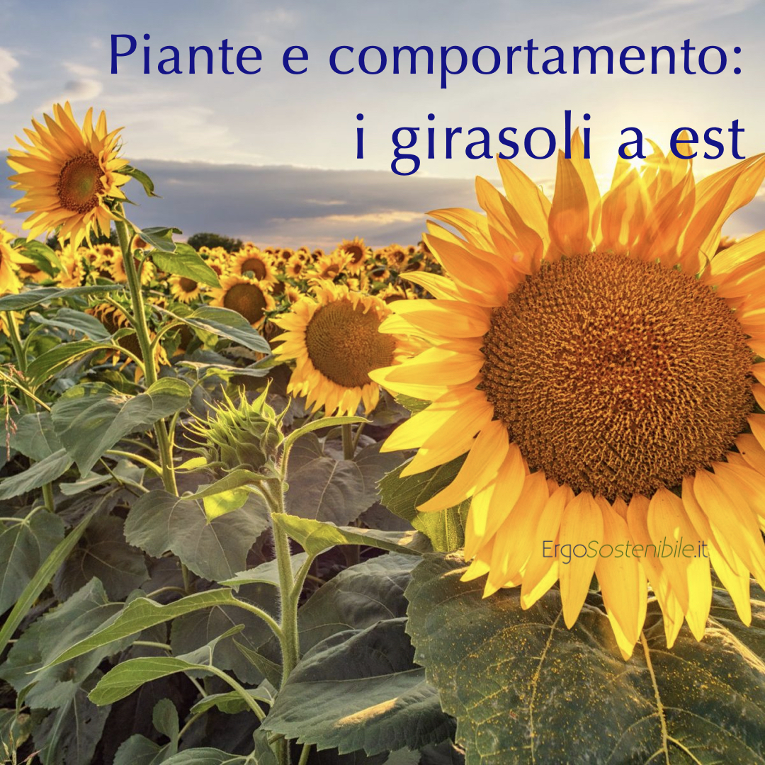  I girasoli a est