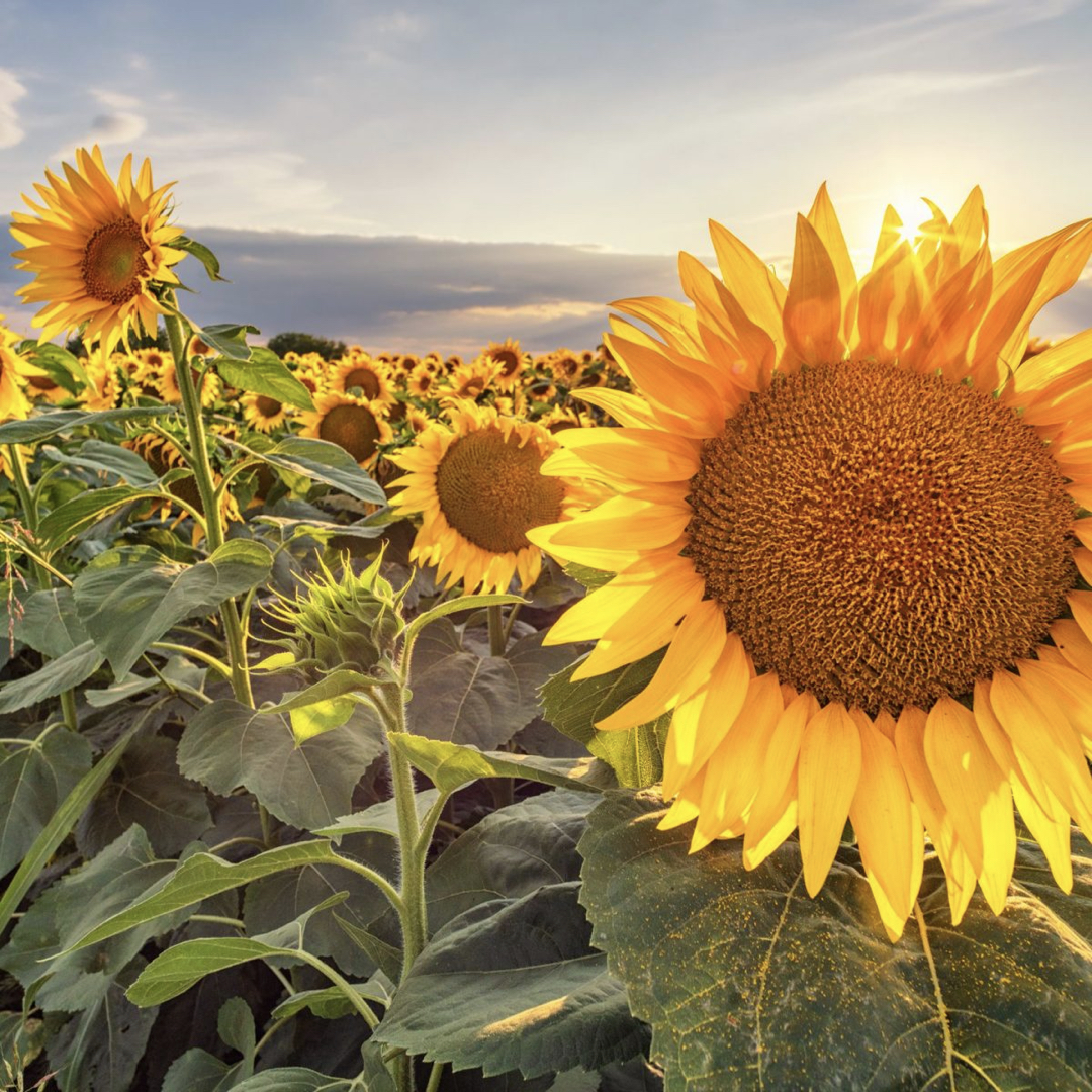 seconda slide i girasoli a est